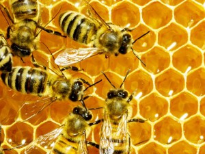Perugia, rriva la prima "autostrada" delle api
