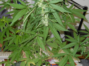 Marijuana in una casa  di Sanremo