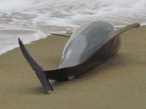 delfino-morto-spiaggia