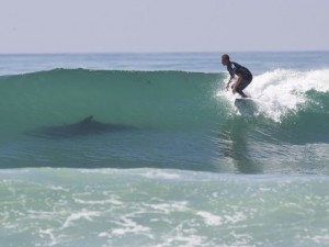 Squalo attacca surfista in Australia