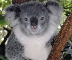 Strage di koala in Australia