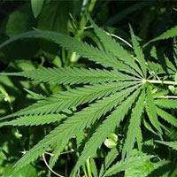 Savona, coltivano marijuana nei boschi di Gameragna
