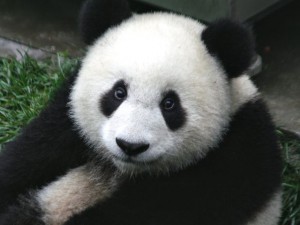 Panda cinesi in aumento