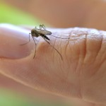 Common House Mosquito (Culex pipiens), on a finger