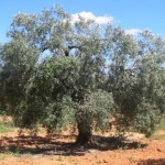 albero olivo