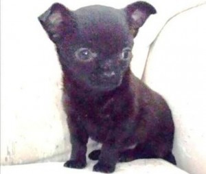 Blade, cucciolo rubato a Vado Ligure