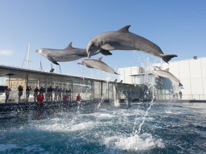 Goccia debutta tra i delfini dell'Acquario