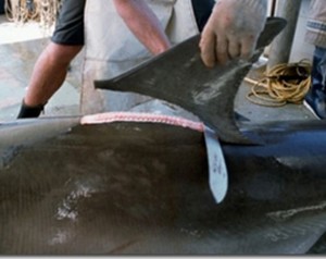 Traffico di pinne di squalo in Ecuador