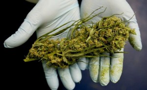 Cannabis, alla Camera il ddl sulla legalizzazione