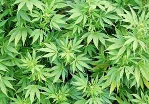 Scoperta piantagione di marijuana a Camporeale