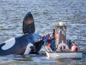 Orca robot per spaventare leoni marini