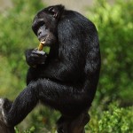 scimpanzè alcol