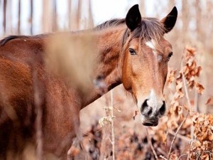 Morto l'ultimo cavallo selvatico delle Bahamas