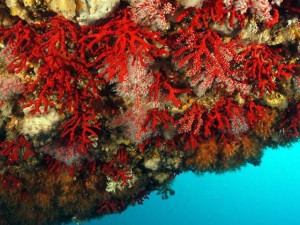 Corallo Rosso del Mediterraneo a rischio