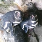 pinguini acquario genova