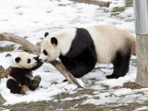 Cucciolo di Panda nato allo Zoo di Washington