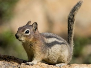 Peste degli scoiattoli allo Yosemite Park
