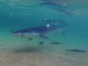squalo salvato sulla spiaggia in Sardegna