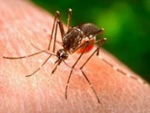 Virus Zika in Liguria a La Spezia