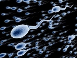 Uno spermatozoo pronto a fecondare un ovulo