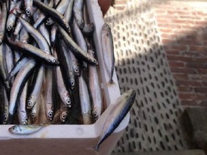 Acciughe, pesca in Liguria ferma
