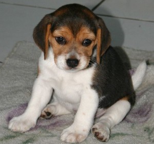 cucciolo di Beagle sequestrato