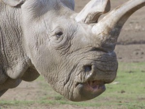 Morto uno degli ultimi rinoceronti bianchi