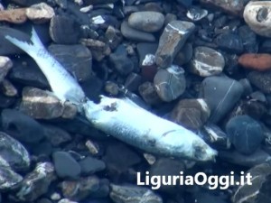 moria di pesci alla foce del Bisagno