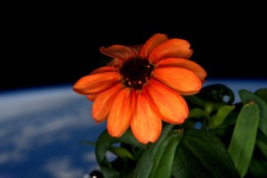 I primi fiori nati nello spazio