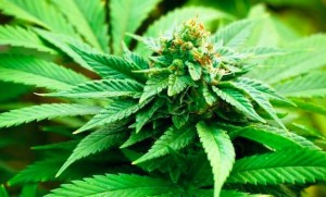 Coltiva marijuana in casa, denunciato 25enne