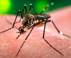 zanzare trasmettono virus Zika