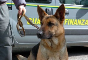 Ventimiglia, cani antidroga della Gdf scoprono 19 kg di stupefacenti 