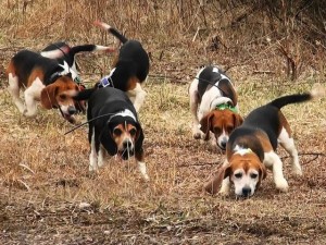 cani di razza Beagle