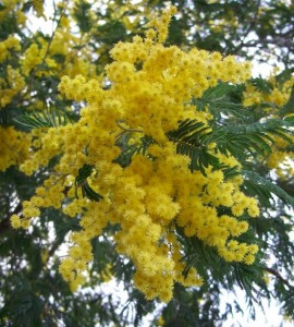 Nella foto, i fiori gialli della mimosa