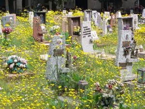 Cimitero invaso dalle erbacce a Bolzaneto