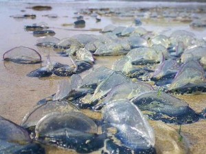 invasione di meduse sulle coste savonesi