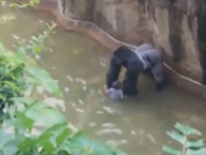 Gorilla ucciso a Cincinnati
