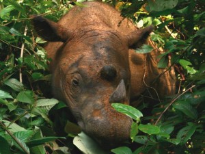 Indonesia, nato nuovo esemplare di rinoceronte di Sumatra