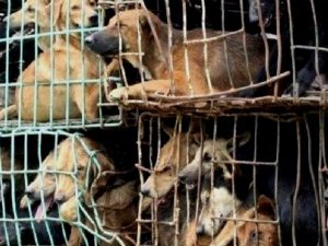 Cani pronti per essere mangiati in Cina