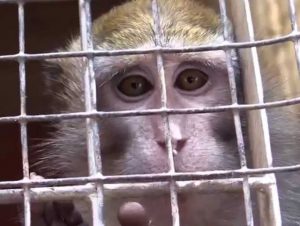 macaco-scimmie-vivisezione