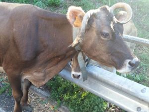 Mucca con vitellino sulla A7