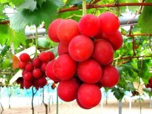 Un grappolo d'uva venduto a 10mila euro