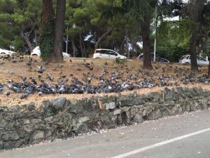 invasione di piccioni