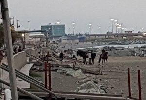 cavalli sulla spiaggia di Voltri