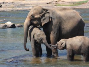Elefanti travolti ed uccisi da treno in Sri Lanka