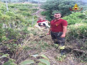 Nella foto, il cane salvato dai Vigili del Fuoco 