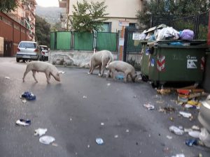 maiali per strada in via Mansueto a Certosa