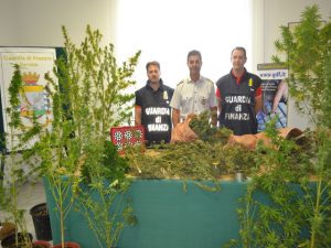 Savona, Gdf ritrova 36 piante di marijuana tra la vegetazione di Quiliano 