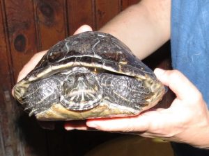 Savona, tartaruga d'acqua dolce soccorsa dall'ENPA 