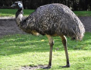 emu-deiva-marina